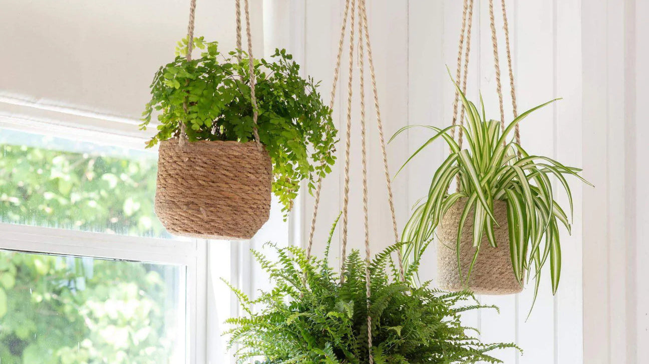 4 Benefits of Houseplants
