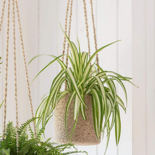 Hanging Jute Plant Pots-Plant Pots-Yester Home