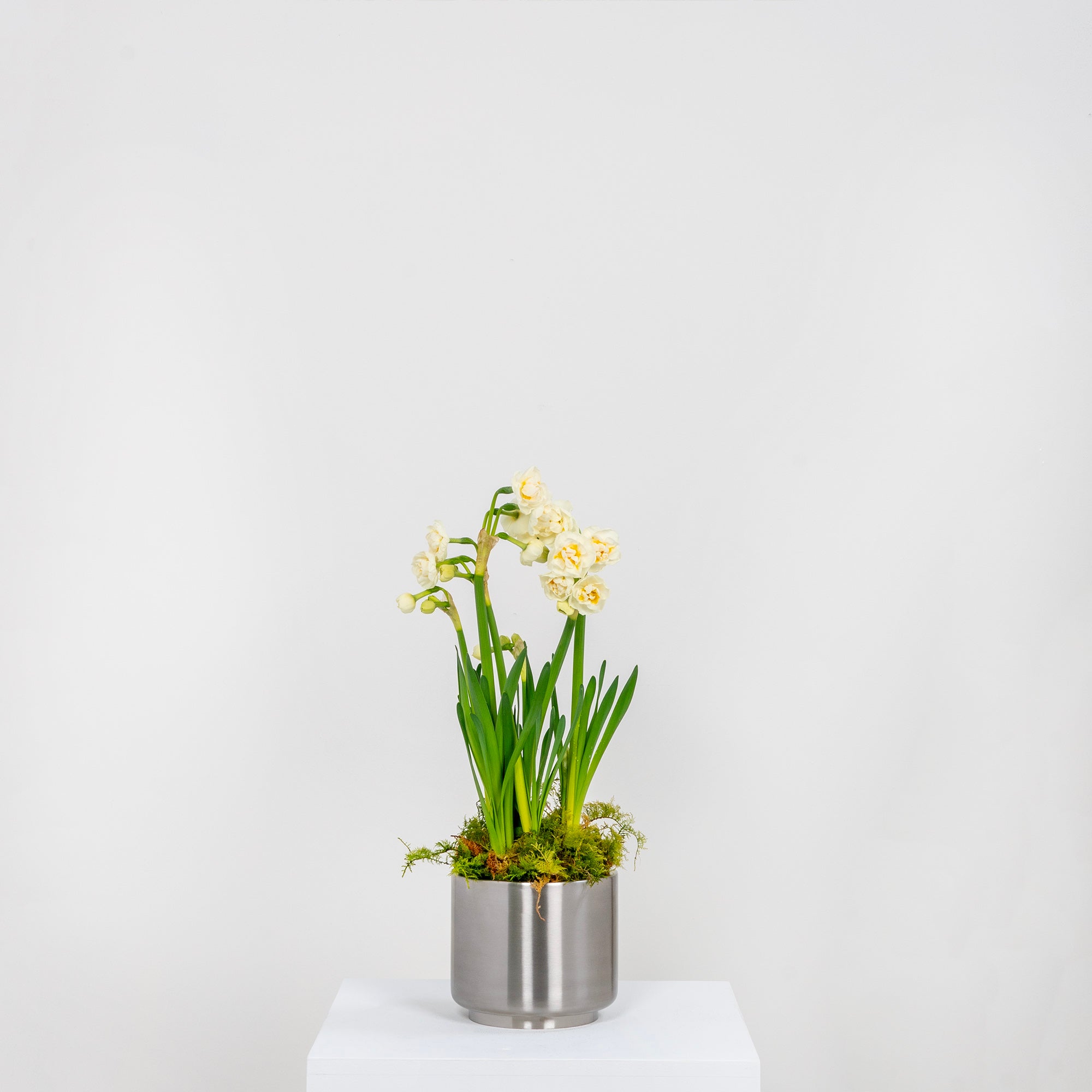 Satin Marine SS (316) 12.5cm Newlyn Pot | From The Anvil - Plant Pots - From The Anvil - Yester Home