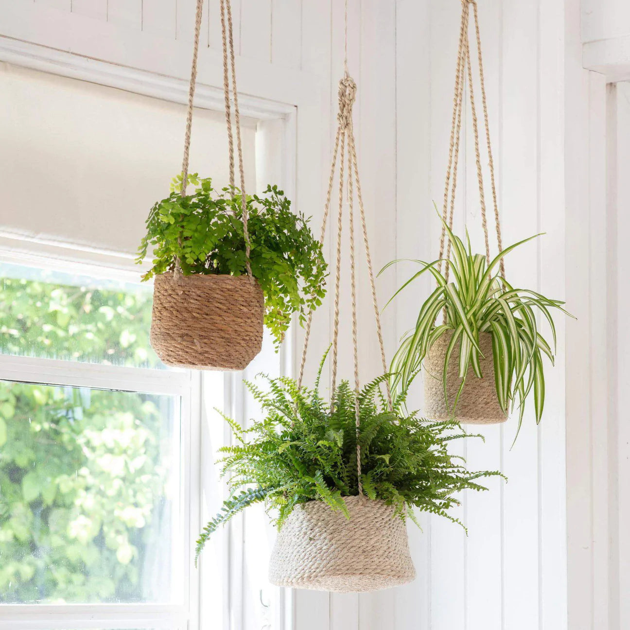 4 Benefits of Houseplants