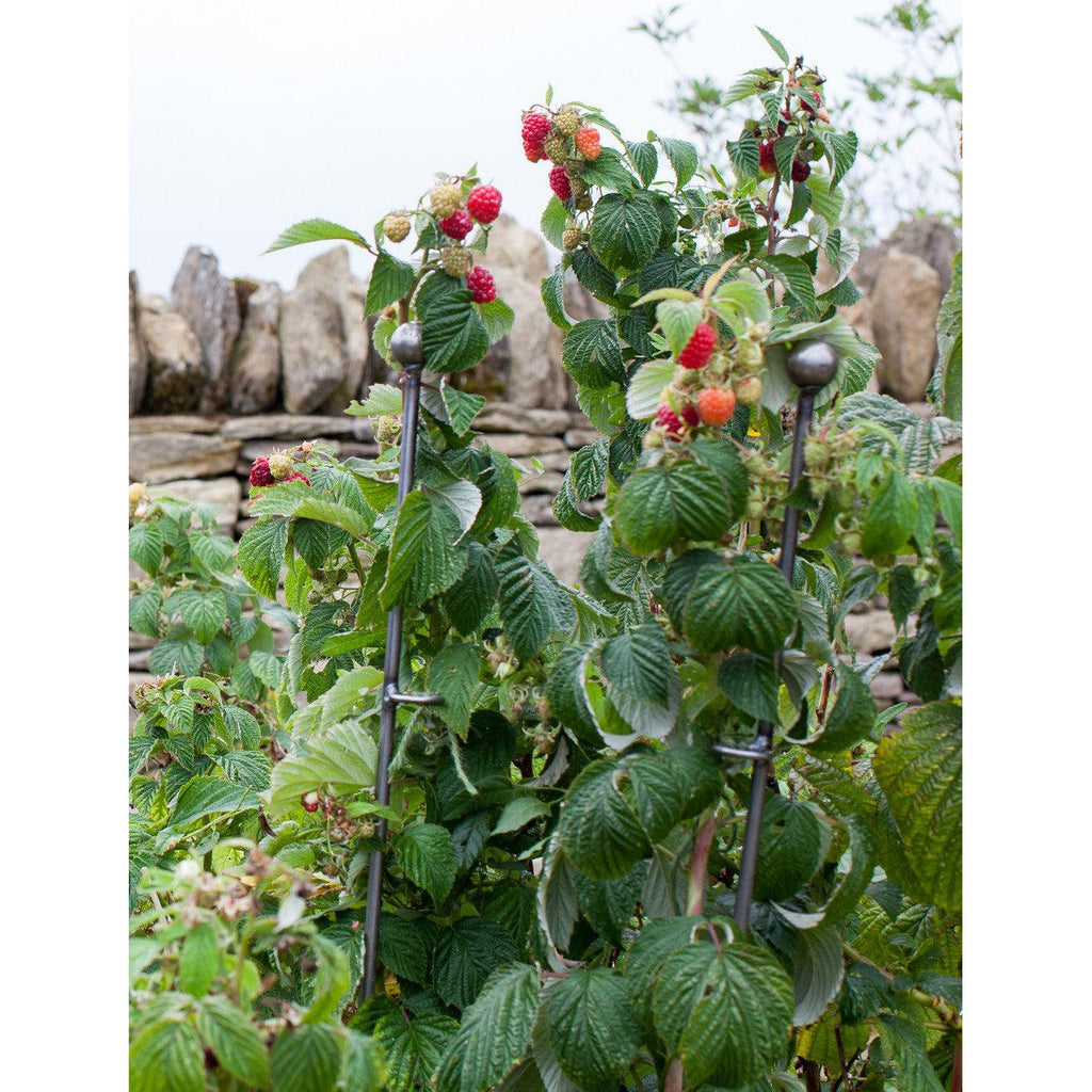 Barrington Raspberry Stakes | Set of 3 - Plant Supports & Obelisks - Garden Trading - Yester Home