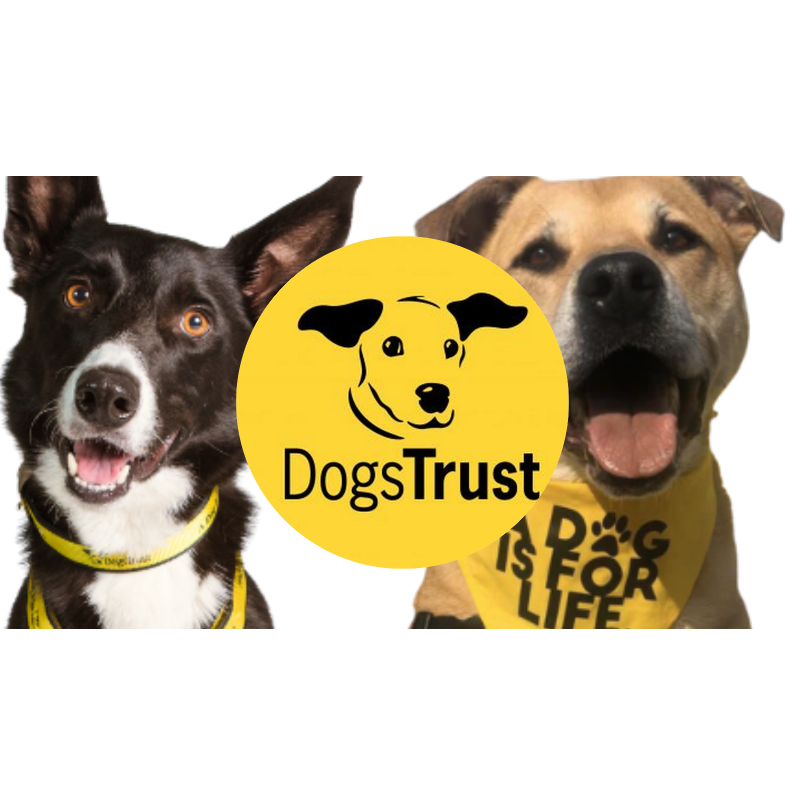 Donation-Donation-Yester Home