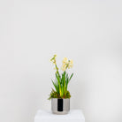 Polished Marine SS (316) 12.5cm Newlyn Pot | From The Anvil - Plant Pots - From The Anvil - Yester Home