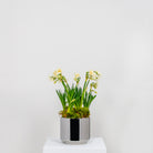 Polished Marine SS (316) 16cm Newlyn Pot | From The Anvil - Plant Pots - From The Anvil - Yester Home