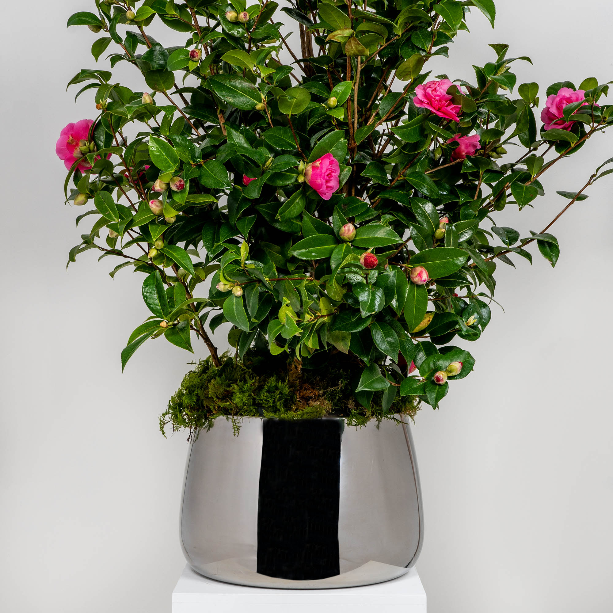 Polished Marine SS (316) 28cm Hepworth Pot | From The Anvil - Plant Pots - From The Anvil - Yester Home