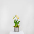 Satin Marine SS (316) 12.5cm Newlyn Pot | From The Anvil - Plant Pots - From The Anvil - Yester Home
