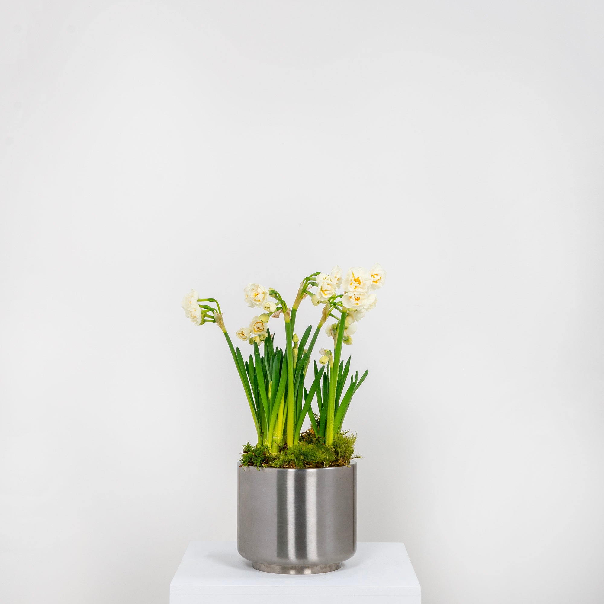 Satin Marine SS (316) 16cm Newlyn Pot | From The Anvil - Plant Pots - From The Anvil - Yester Home